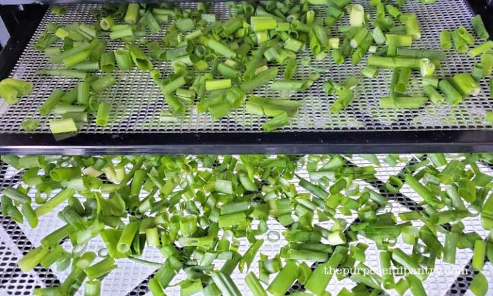 verse uiengroenten op Excalibur dehydrator trays worden bereid voor het uitdrogen