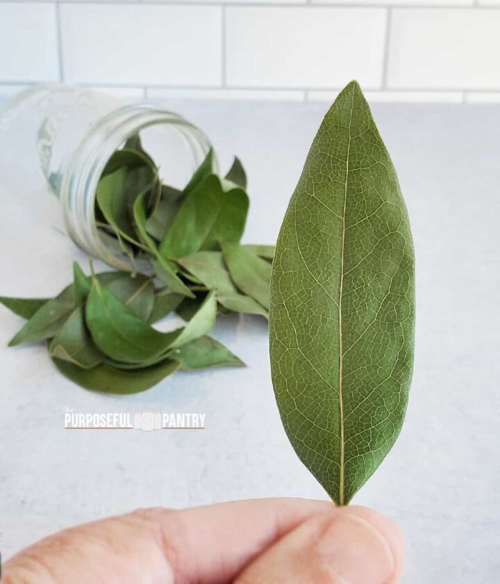 torkat lagerblad i förgrunden med en burk torkade lagerblad på en köksbänk