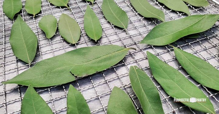  Hojas de laurel en una bandeja deshidratadora Cosori que se está preparando para deshidratar