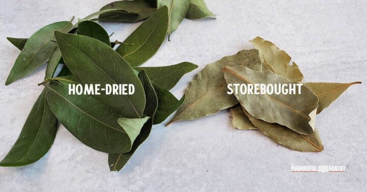  Une pile de feuilles de laurier séchées à la maison vertes denses à côté d'une pile de feuilles de magasin faibles et tristes 