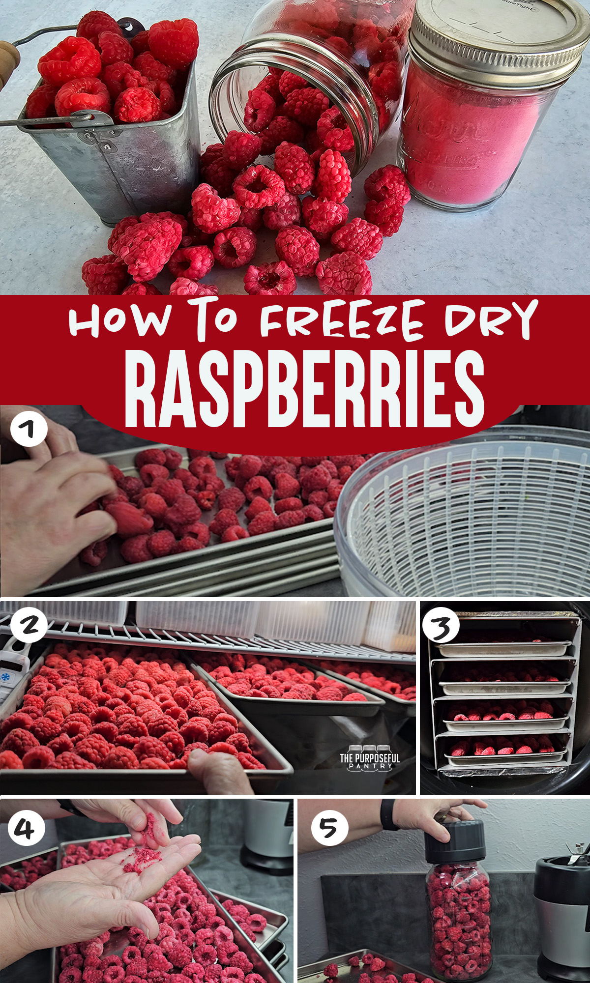 how-to-freeze-dry-raspberries-the-purposeful-pantry