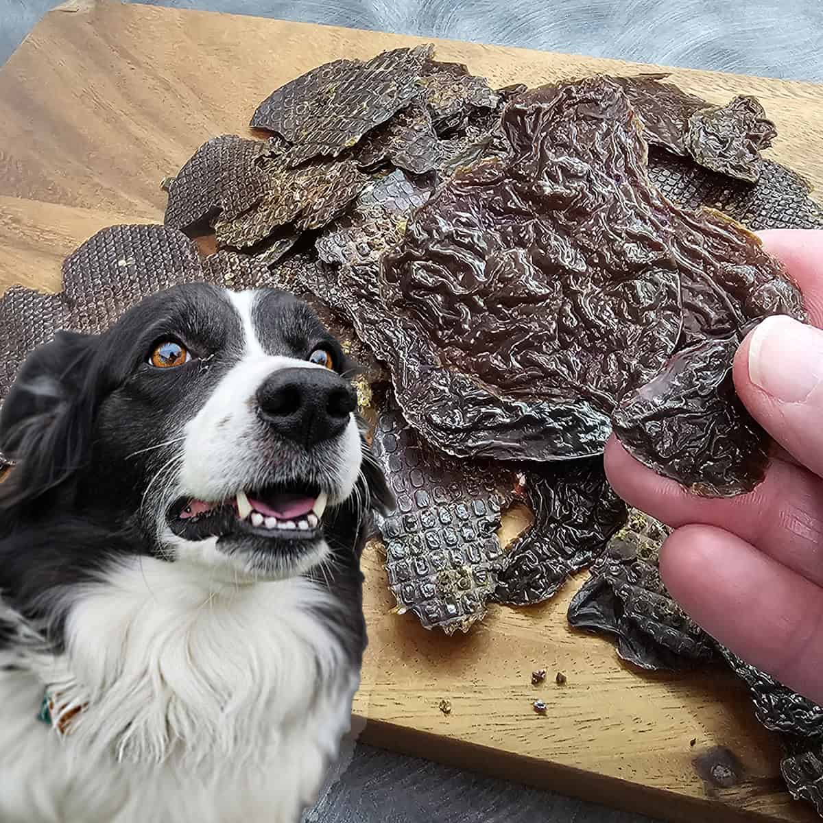 A person holds a piece of dried chicken liver while a black and white dog stands nearby, staring at the chicken liver jerky on a wooden cutting board.